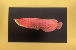 金雕画——金龙鱼